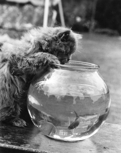 3. A seven-week-old Persian kitten peers into a goldfish bowl, 9th October 1972.