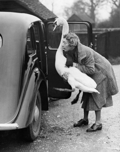 7. The transport of a swan. A pet swan named Leila being helped into a car where it enjoys a ride to the shops. its owner Mrs. Watson of Chesham, Buckinghamshire, says that Leila, who has been a family pet for two years, can open doors and is a good guard dog, England, 1936.